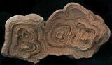 Flower-Like Sandstone Concretion - Pseudo Stromatolite #34195-1